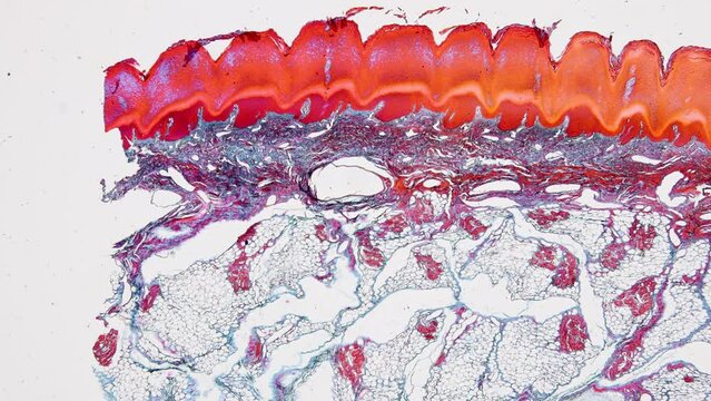 Pathology and Histology Tissue of Mammals under microscope.