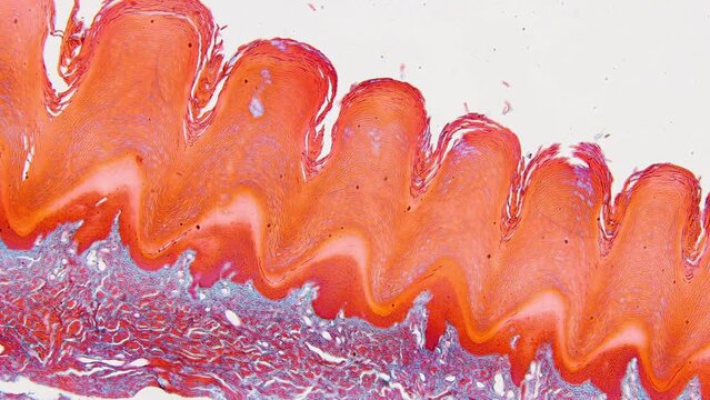 Pathology and Histology Tissue of Mammals under microscope.