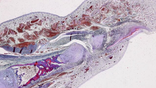 Pathology and Histology Tissue of Mammals under microscope.