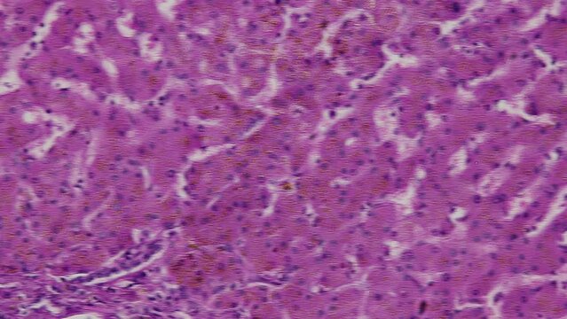 Pathology and Histology Tissue of Mammals under microscope.