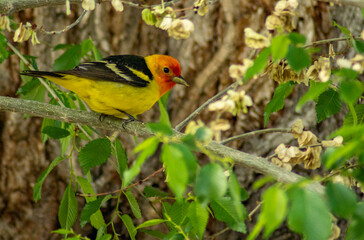 bird, finch, canary, garden, flowers