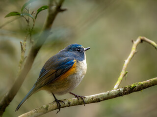 森の中で枝に留まっているルリビタキの雄