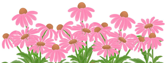 pink coneflower border