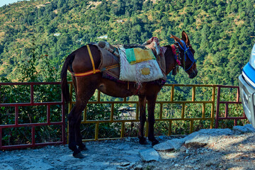 horse carry north Indian village in the mountains