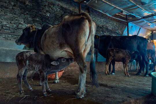 cow giving milk to calf