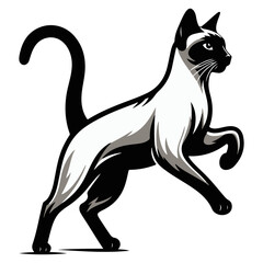 black and white cat
