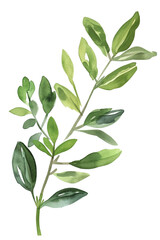 Naklejka premium Art Nouveau Lanceolate Leaves Watercolor Illustration Transparent Background