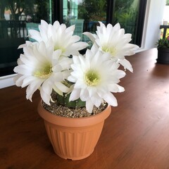 white cactus flowers in vase