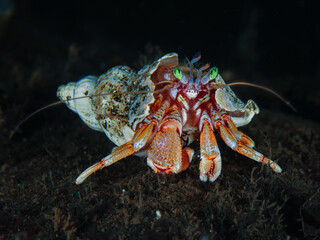 Vibrant hermit crab from Norway