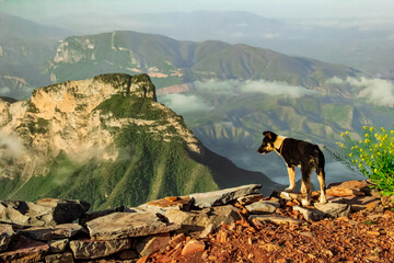 Dog on Mountain Peak at Mirador 4 Palos, Sierra Gorda, Querétaro, Mexico