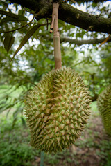 Durian that my child raised with care.