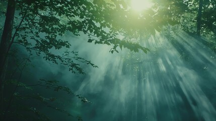 a forest of trees with green leaves and fog in the background, the sun shining through in a grainy, blurry style