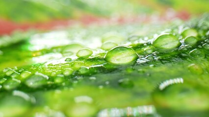 A macro captures the exquisite beauty of glistening water droplets adorning lush, wet green red...
