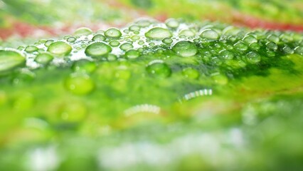 Incredible close-up shots reveal the sheer elegance of water droplets on saturated green red...