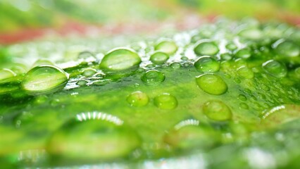Stunning macro showcases the intricate details of water droplets adorning wet green red leaves, a...