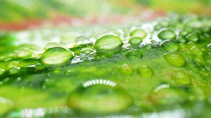 Fototapeta premium A close-up macro, marvel at the intricate beauty of water droplets adorning wet green red leaves, a breathtaking spectacle of nature. 