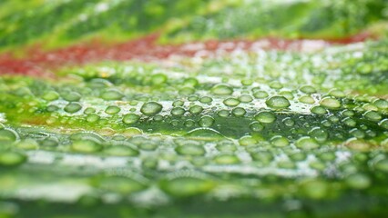 A close-up macro captures glistening water drops on lush, wet green red leaves, a stunning symphony...