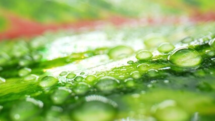 Experience the enchanting world of nature with this close-up macro, revealing the captivating...
