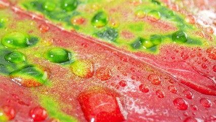 Get captivated by the stunning close-up view of glistening water droplets on dew-kissed pink green...