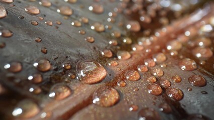 Intricate beauty unfolds as sparkling water droplets embellish wet brown leaves in this mesmerizing macro close-up. Plant concept. Leaf background. 
