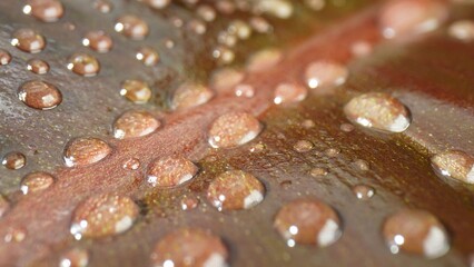 Mesmerizing macro close-up: Glistening water droplets delicately adorn saturated brown leaves, creating a captivating visual symphony. Nature concept. Leaf background. 
