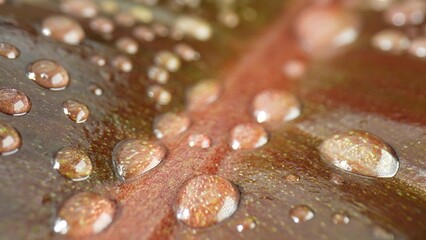 A close-up masterpiece: vivid water droplets cling to wet, earthy brown leaves, creating a dazzling...