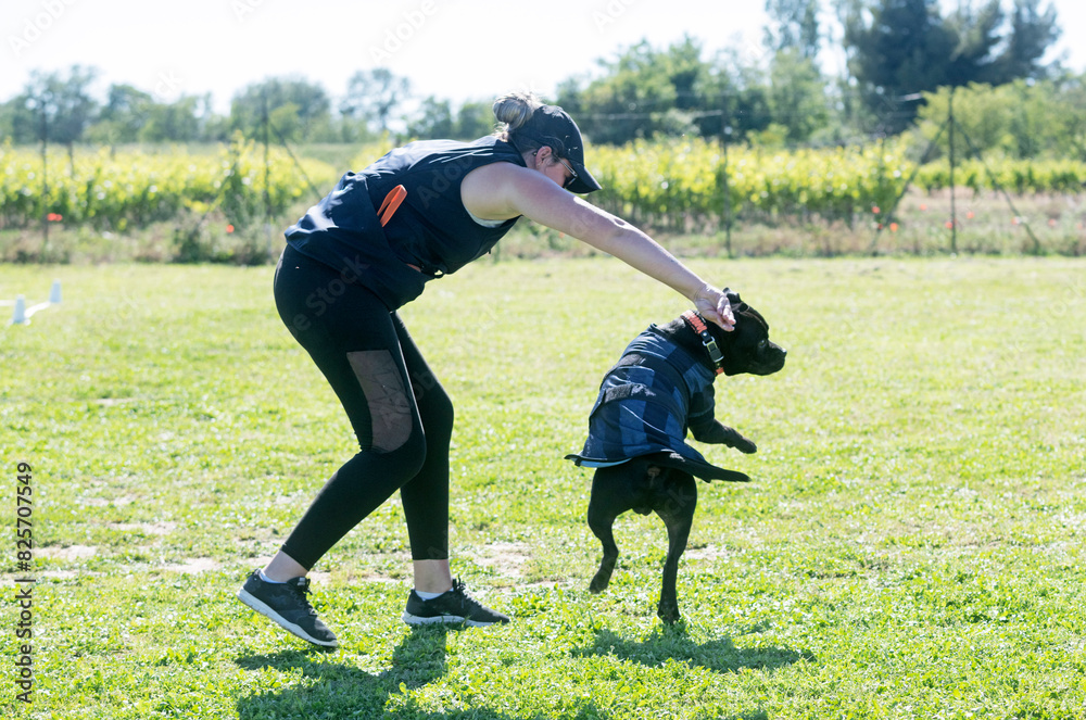 Canvas Prints staffordshire bull terrier training