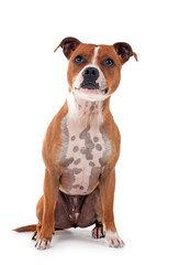 Fototapeta premium staffordshire bull terrier