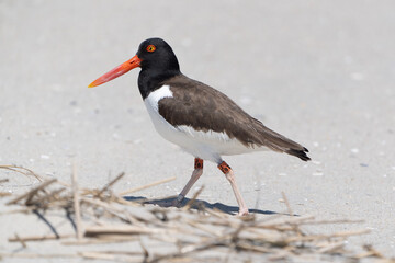 American Oystercatcher Walking on Beach at Cape May Point State Park