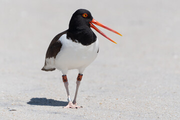 American Oystercatcher Walking on Beach at Cape May Point State Park