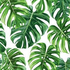 Monstera Leaves Isolated Clipart on Transparent Background
