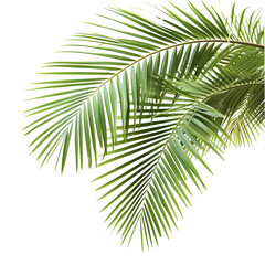 Obraz premium Palm Tree Branch Illustration on Transparent Background