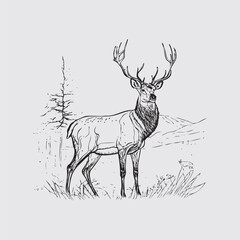 pencil drawing of deer vector