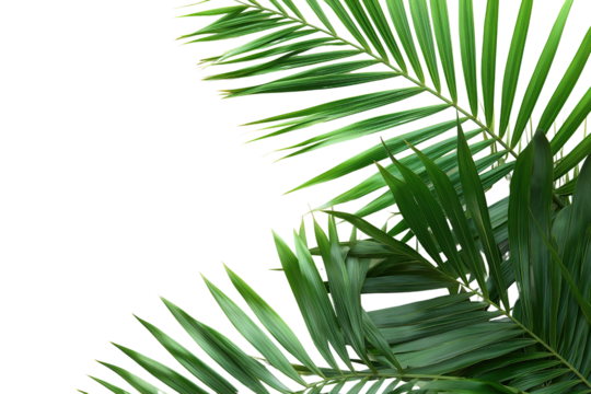 Palm Tree Leaves Illustration on Transparent Background