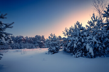 Beautiful sunrise in a winter pine forest. Sunny morning in the forest.
