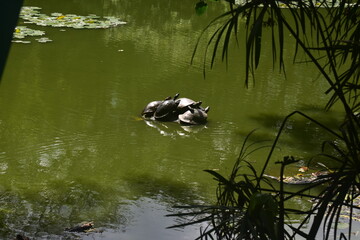 Tortugas 
