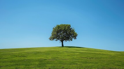 Obraz premium A solitary large tree standing tall in a vast, green meadow under a clear blue sky