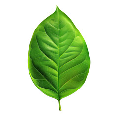 Obraz premium Top View Highly Detailed Green Leaf with Soft Shadow on Transparent