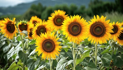 Obraz premium A field of sunflowers swaying in the breeze, their cheerful faces turned towards the sun. The vibrant energy of summer captured in this idyllic farming scene.