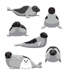 Obraz premium Harp Seal various Poses Set Cartoon Vector