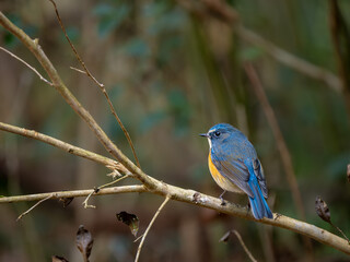 森の中で枝に留まっているルリビタキの雄