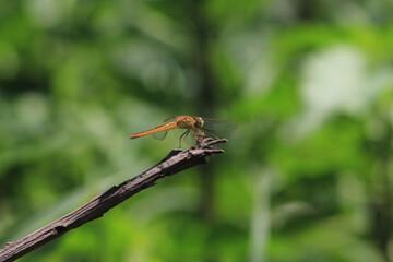 dragonfly on a branch