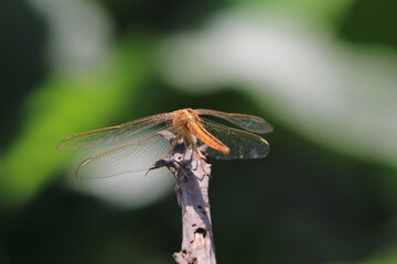 Dragonfly on branch 