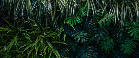 Full Frame of Green Leaves Pattern Background, Nature Lush Foliage Leaf Texture, tropical leaf.