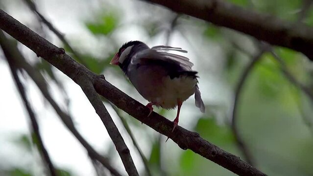 Java sparrow bird on the branch