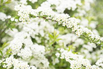 Spirea with white flowers blooming in the garden.