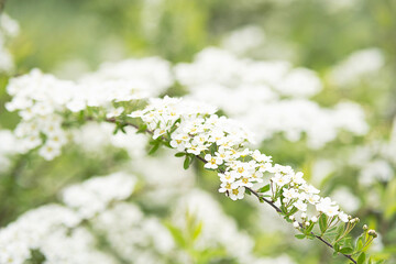 Spring blossom by tender white flowers.