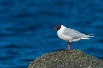 Gaviota Cahuil (Chroicocephalus maculipennis)