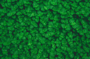 Tropical leaves texture,Abstract nature leaf green texture background.vintage dark tone,picture can used wallpaper desktop.	
