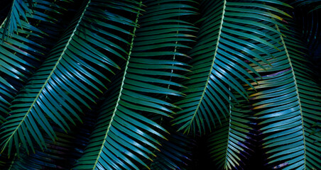 abstract palm leaf textures on dark blue tone, natural green background.